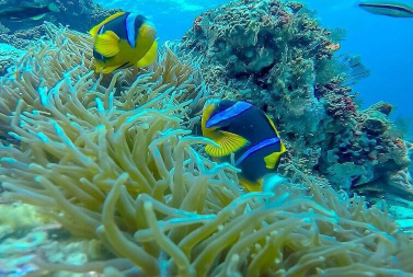 Activities_images-snorkel