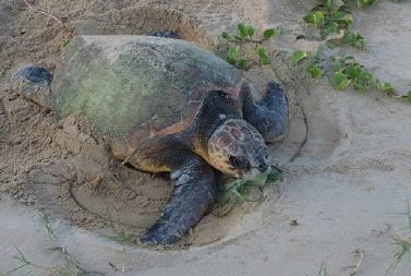 Activities_images-turtles