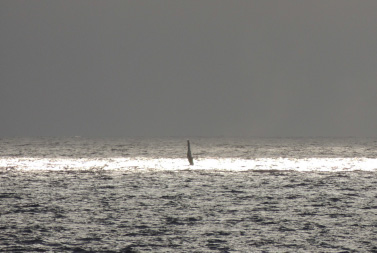 Activities_images-whales